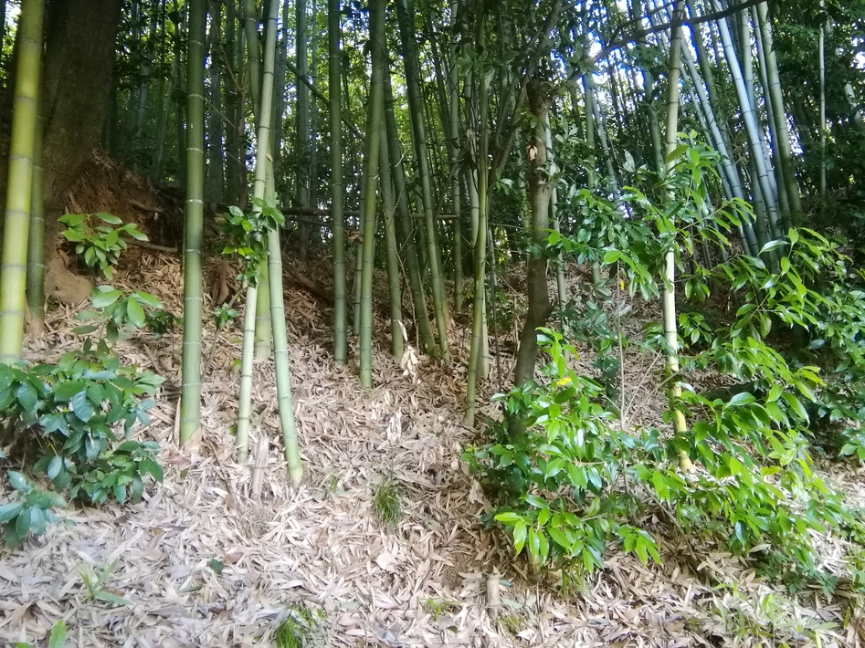 片岡城 奈良 コレクション | viventre.com.br